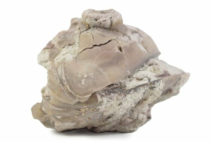Bargain, Enrolled Asaphus Trilobite - Russia #363253